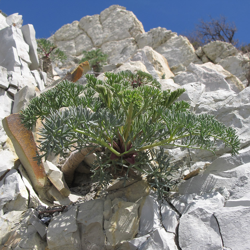 Image of Seseli ponticum specimen.