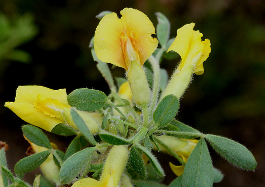 Image of Chamaecytisus ratisbonensis specimen.