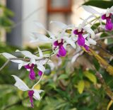 genus Dendrobium. Соцветие. Таиланд, провинция Краби, курорт Ао Нанг. 12.12.2013.