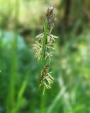 Carex