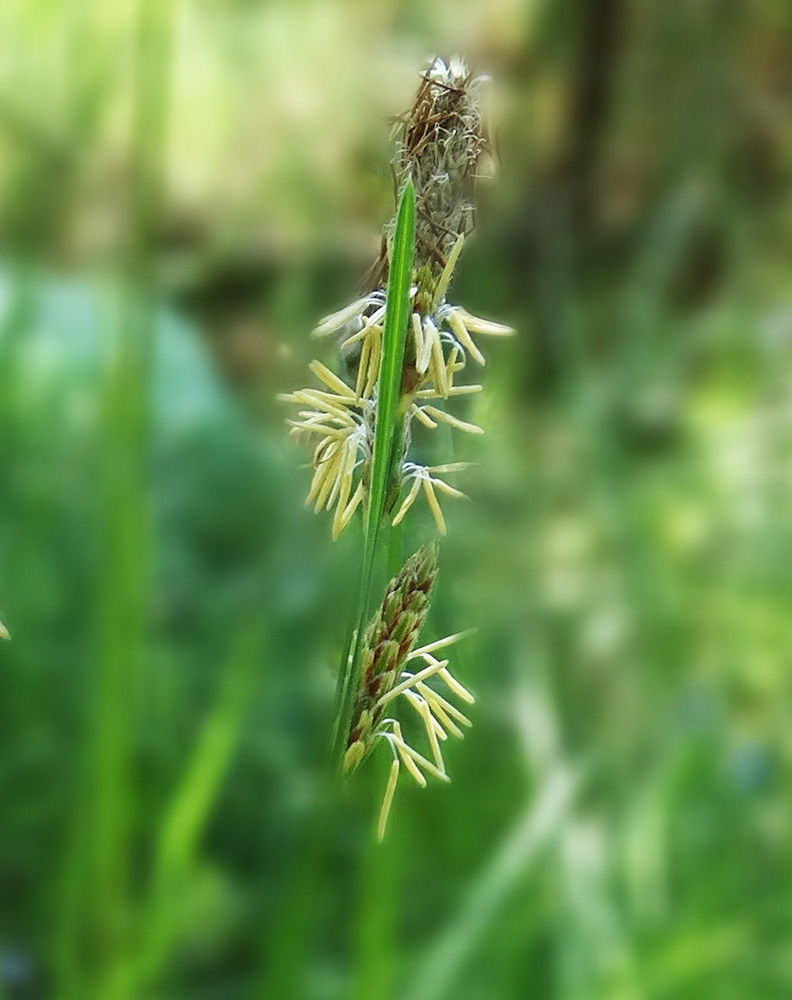 Image of genus Carex specimen.