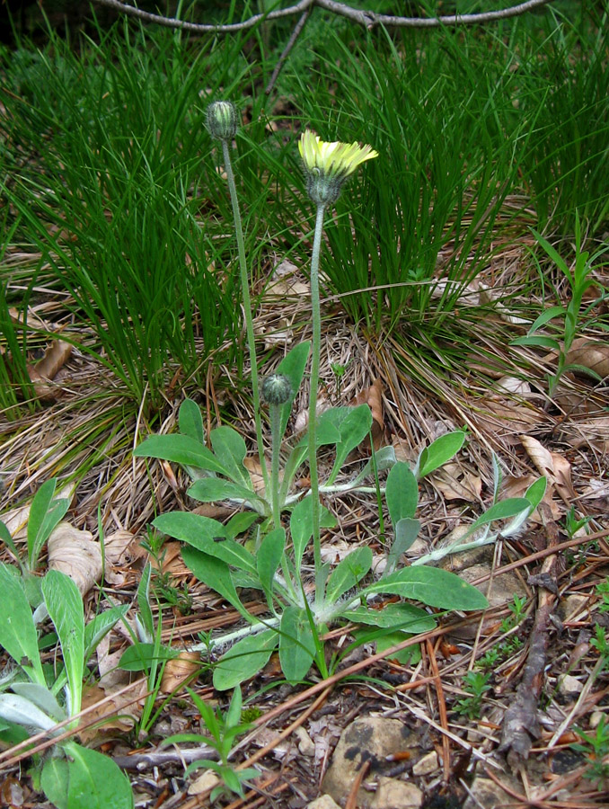 Изображение особи Pilosella officinarum.