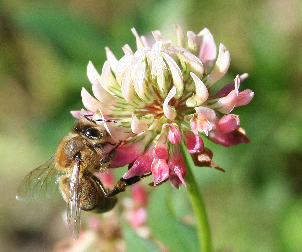 Изображение особи Trifolium hybridum.