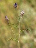 Astragalus onobrychis. Верхушка побега с соцветиями. Ростовская обл., Неклиновский р-н, Андреево-Мелентьевское с/п, дол. р. Миус. 07.06.2014.