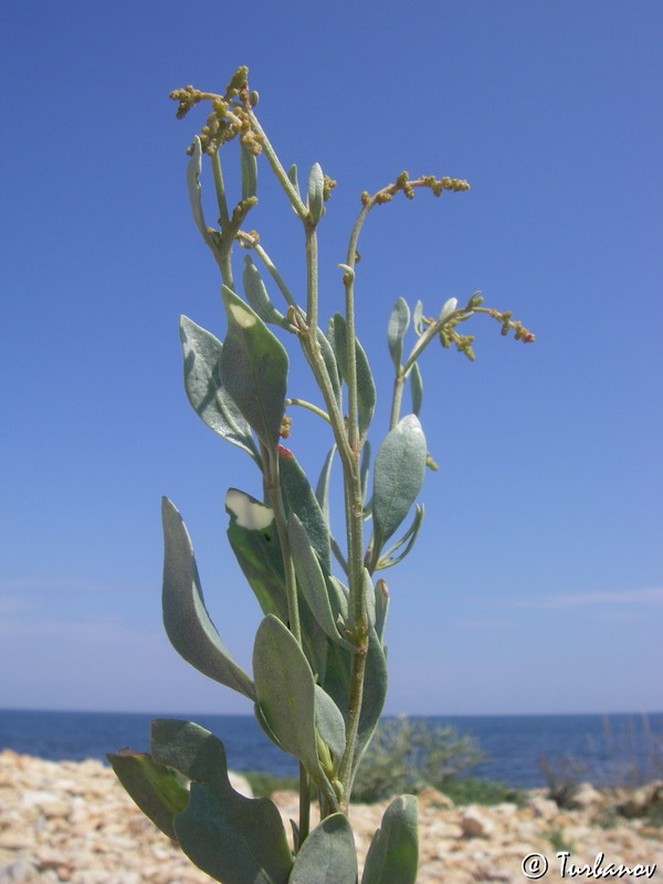 Изображение особи Halimione verrucifera.