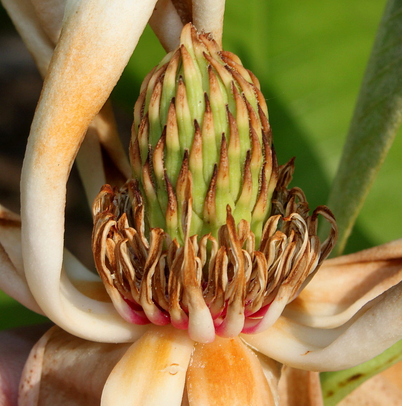 Image of Magnolia tripetala specimen.