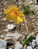 Helianthemum nitidum. Верхушка побега с цветком. Карачаево-Черкесия, Архыз, долина р. Аманауз, субальпика, 1930 м н.у.м. 15.06.2014.