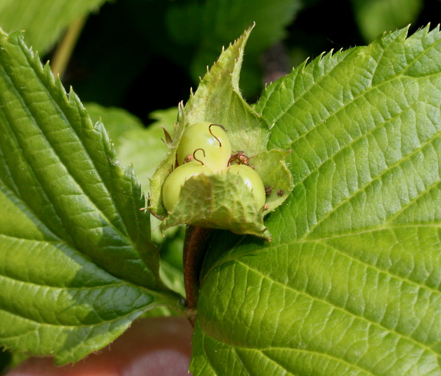 Image of Rhodotypos scandens specimen.