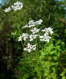 Coriandrum sativum. Верхушка цветущего растения. Подмосковье, окр. г. Одинцово, просека в лесу, заброшенные огороды. Июль 2014 г.