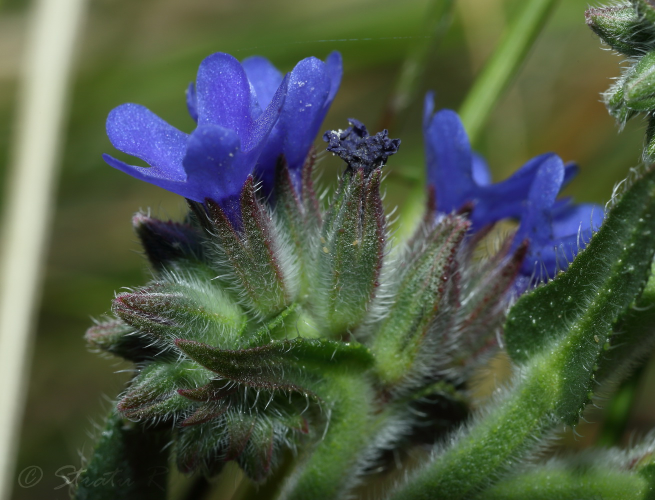 Image of Anchusa procera specimen.