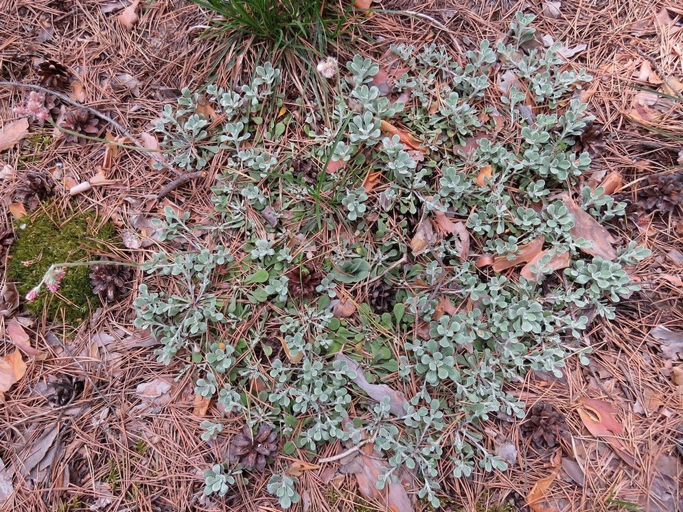 Изображение особи Antennaria dioica.