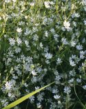 Stellaria graminea