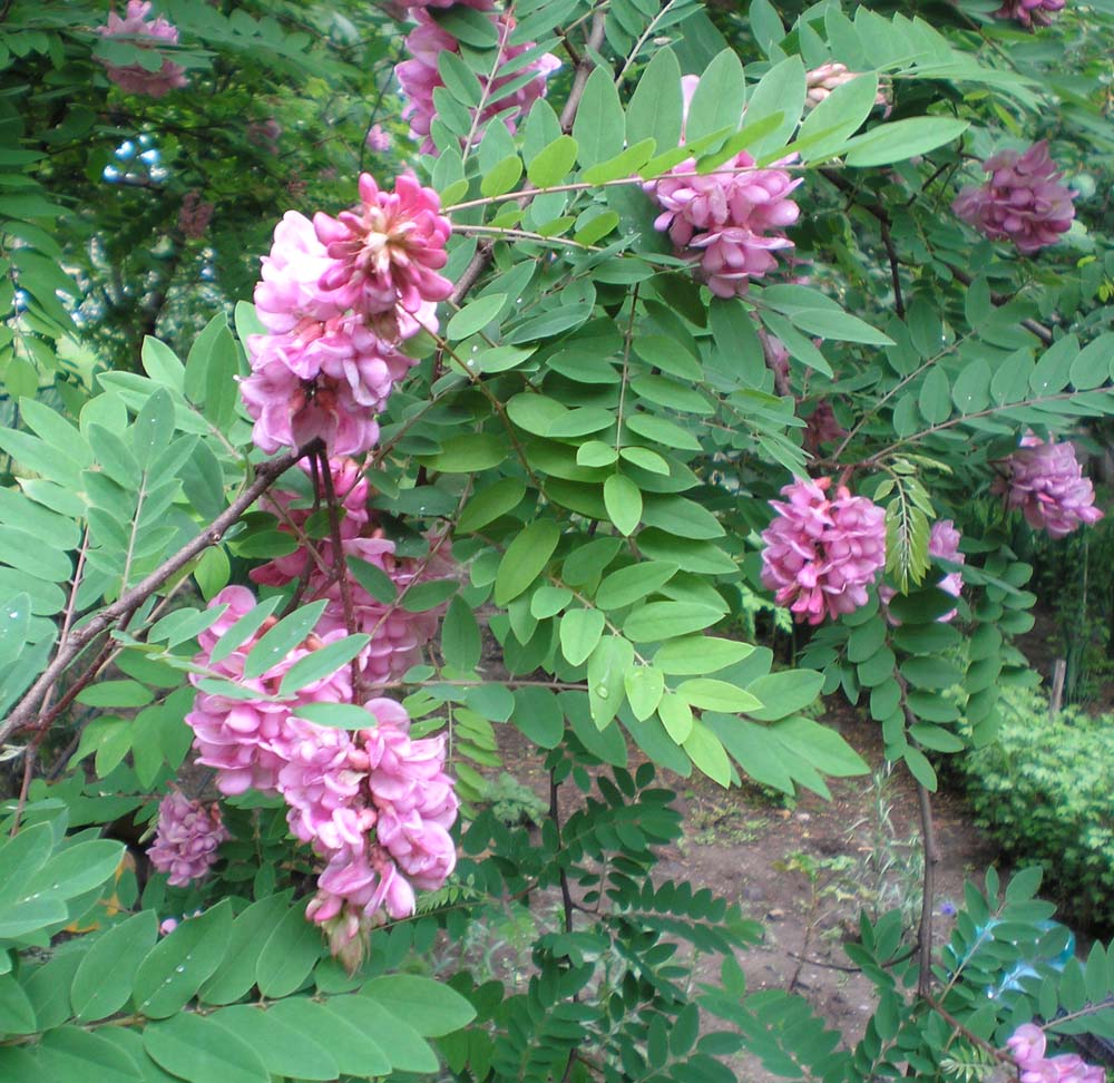 Image of Robinia viscosa specimen.