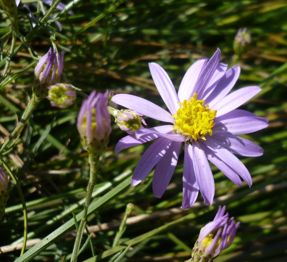 Image of Galatella angustissima specimen.