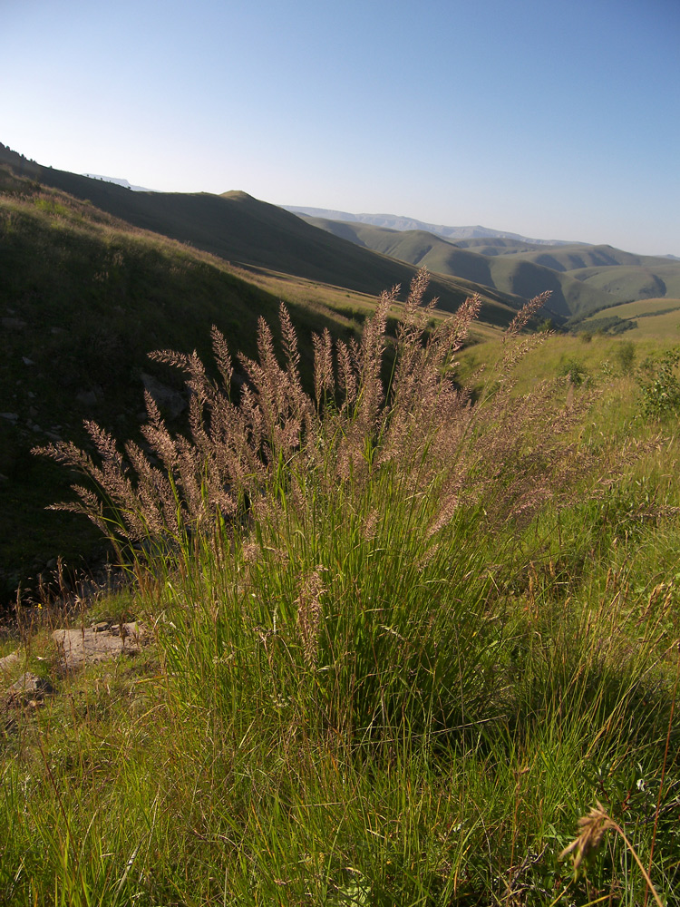 Изображение особи Agrostis balansae.