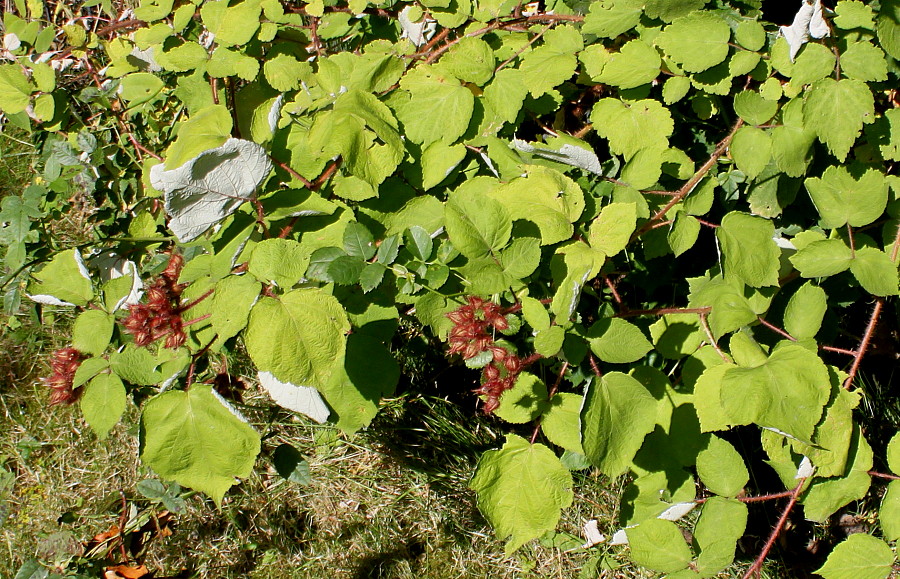 Изображение особи Rubus tricolor.