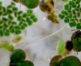 Azolla caroliniana