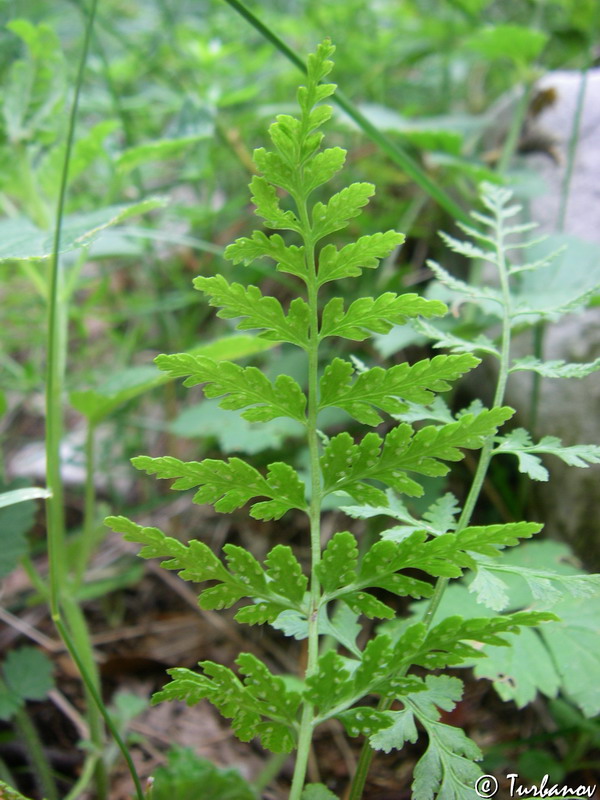 Изображение особи Cystopteris fragilis.