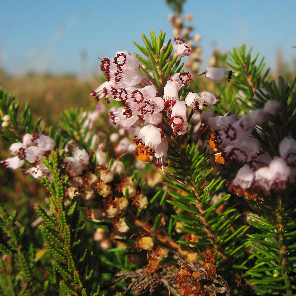 Изображение особи Erica vagans.