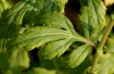 Artemisia lactiflora. Средняя часть побега с листом ('Elfenbein'). Германия, г. Крефельд, Ботанический сад. 06.09.2014.