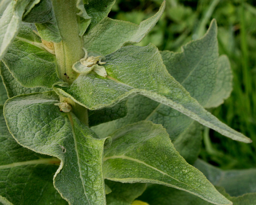 Изображение особи род Verbascum.