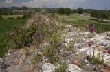 Trifolium purpureum. Цветущие растения на развалинах древней крепостной стены. Греция, пос. Νικόπολη (Никополь). 23.05.2014.