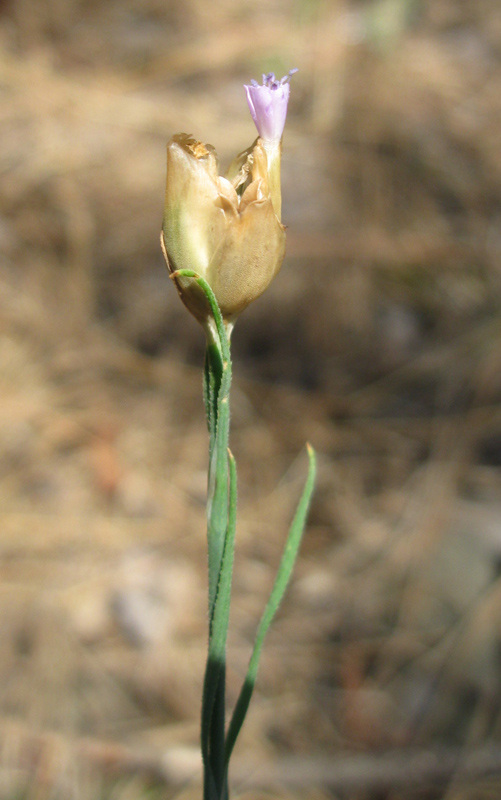 Image of Petrorhagia prolifera specimen.