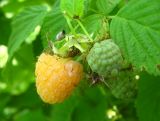 Rubus idaeus. Верхушка побега с плодами (желтоплодная форма). Томская обл., г. Томск, берег р. Малая Киргизка. 08.08.2009.