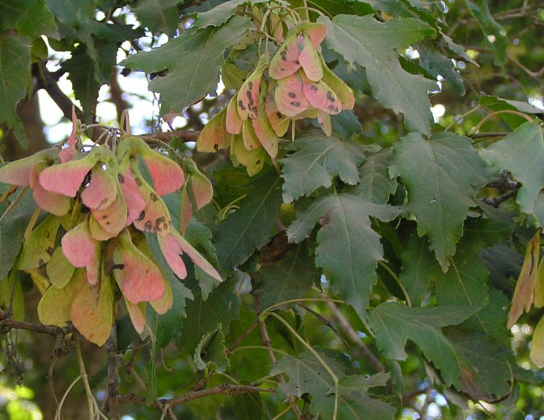 Image of Acer ginnala specimen.