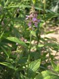 Stachys palustris