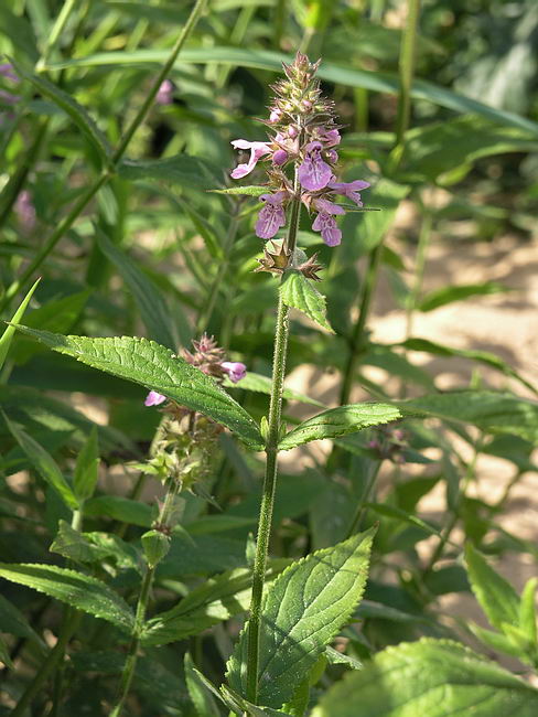 Image of Stachys palustris specimen.