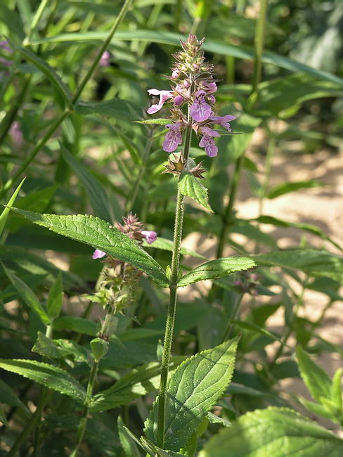 Изображение особи Stachys palustris.