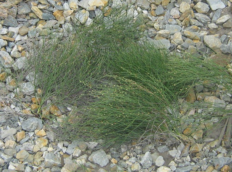 Image of Dodartia orientalis specimen.