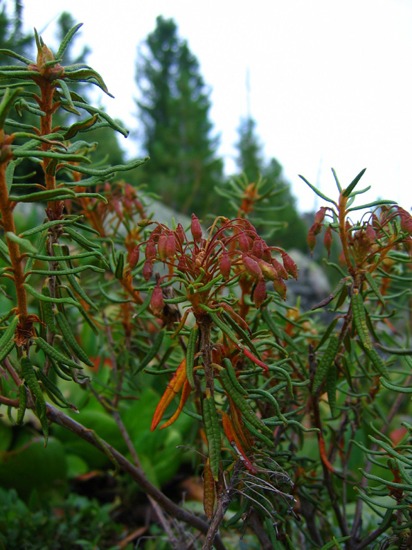 Image of Ledum palustre specimen.