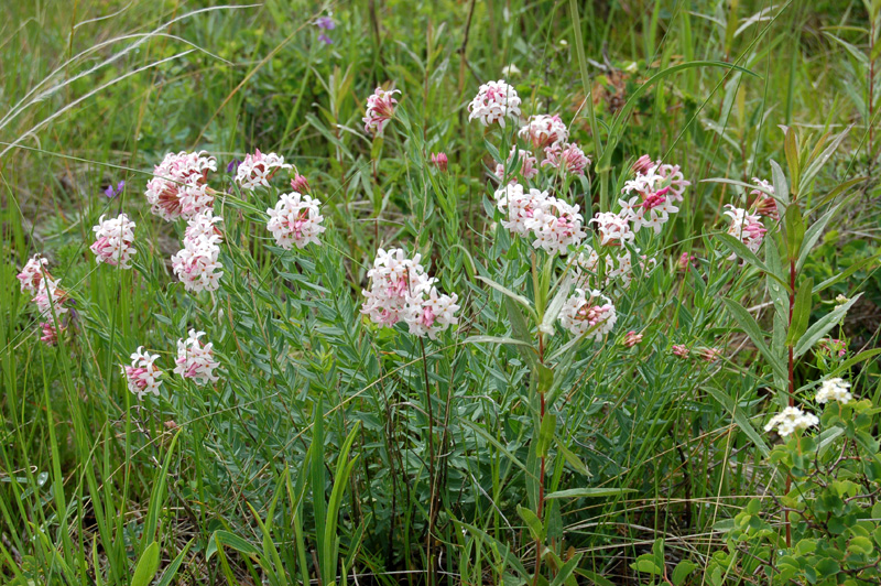 Изображение особи Stelleropsis altaica.