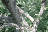 Cerasus avium. Ствол взрослого дерева. Крым, нижнее плато Чатырдага. 23.07.2009.