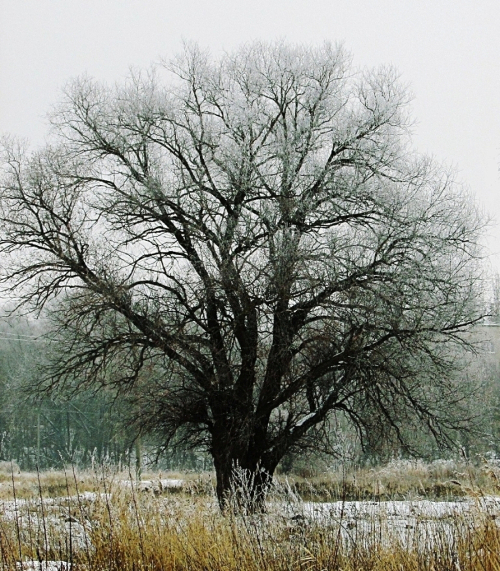 Изображение особи Salix alba.