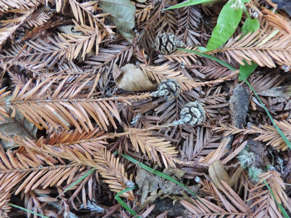 Image of Sequoia sempervirens specimen.