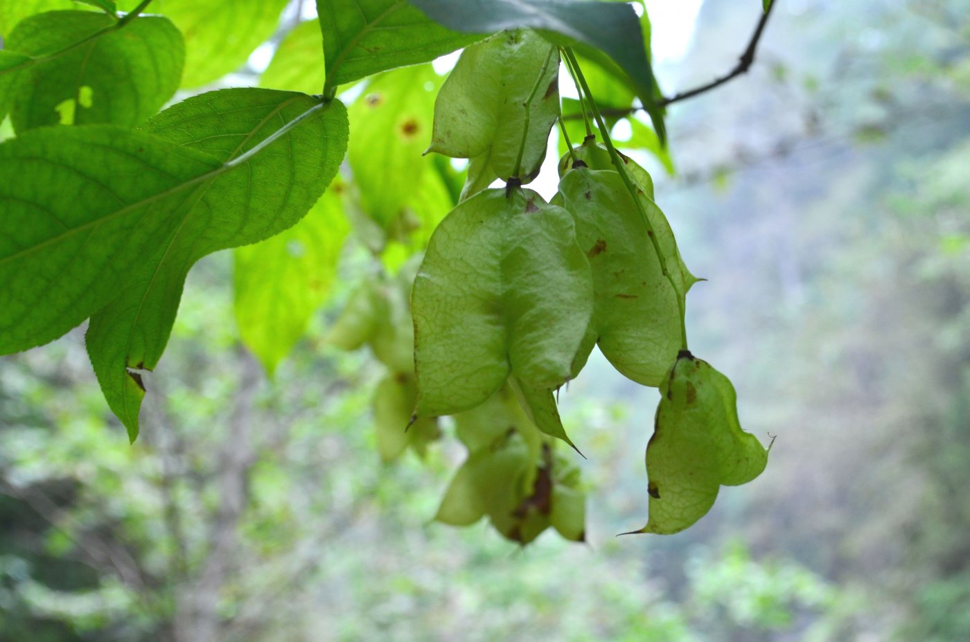 Изображение особи Staphylea colchica.