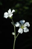 Cerastium tomentosum