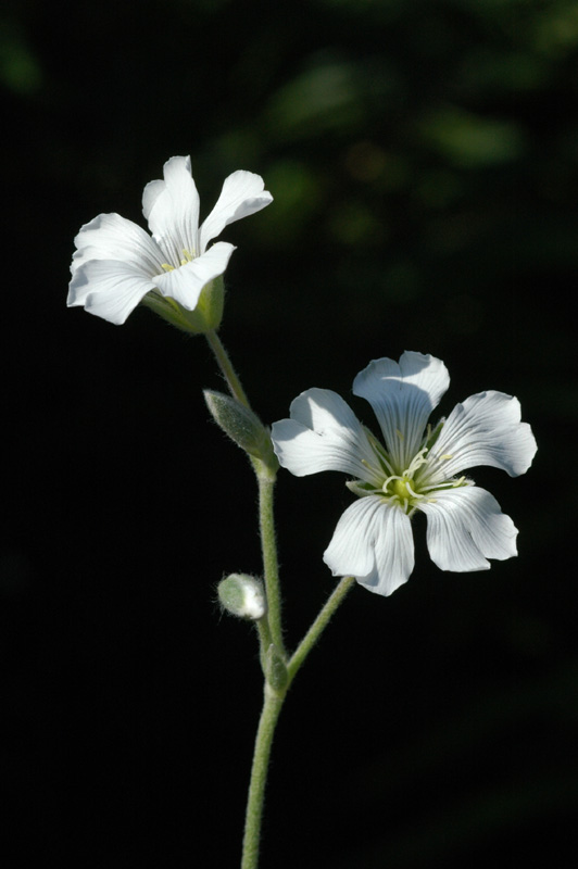 Изображение особи Cerastium tomentosum.