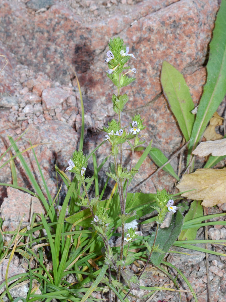 Изображение особи Euphrasia regelii.