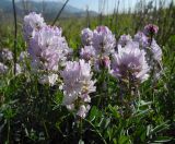 Astragalus rytyensis