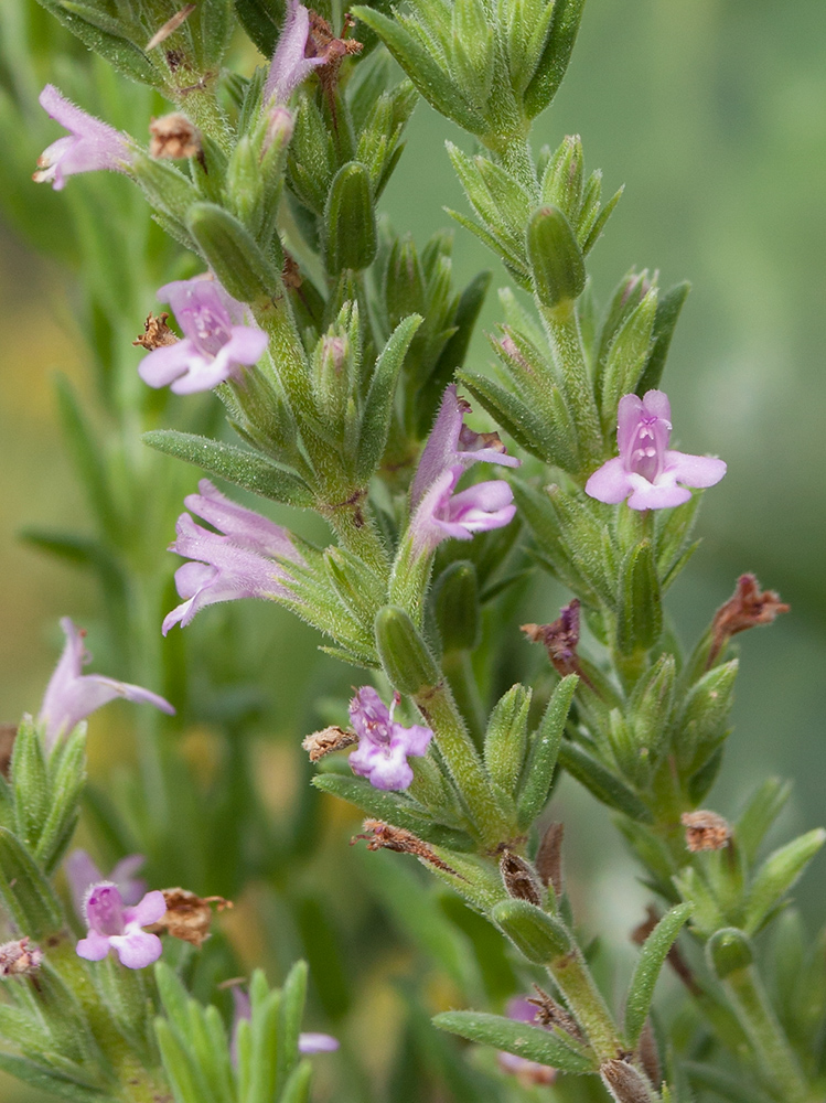 Image of Micromeria cristata ssp. kosaninii specimen.