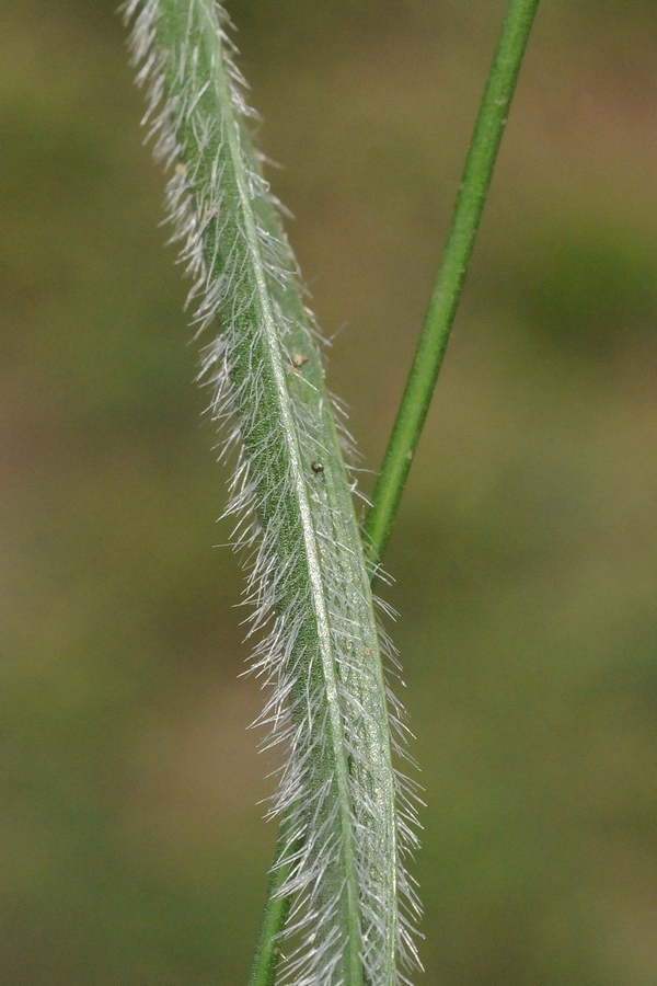 Image of Allium alaicum specimen.