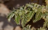 Tribulus macropterus