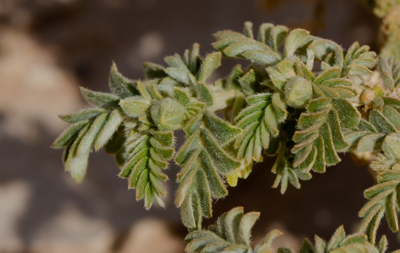 Изображение особи Tribulus macropterus.