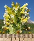 Pedicularis condensata