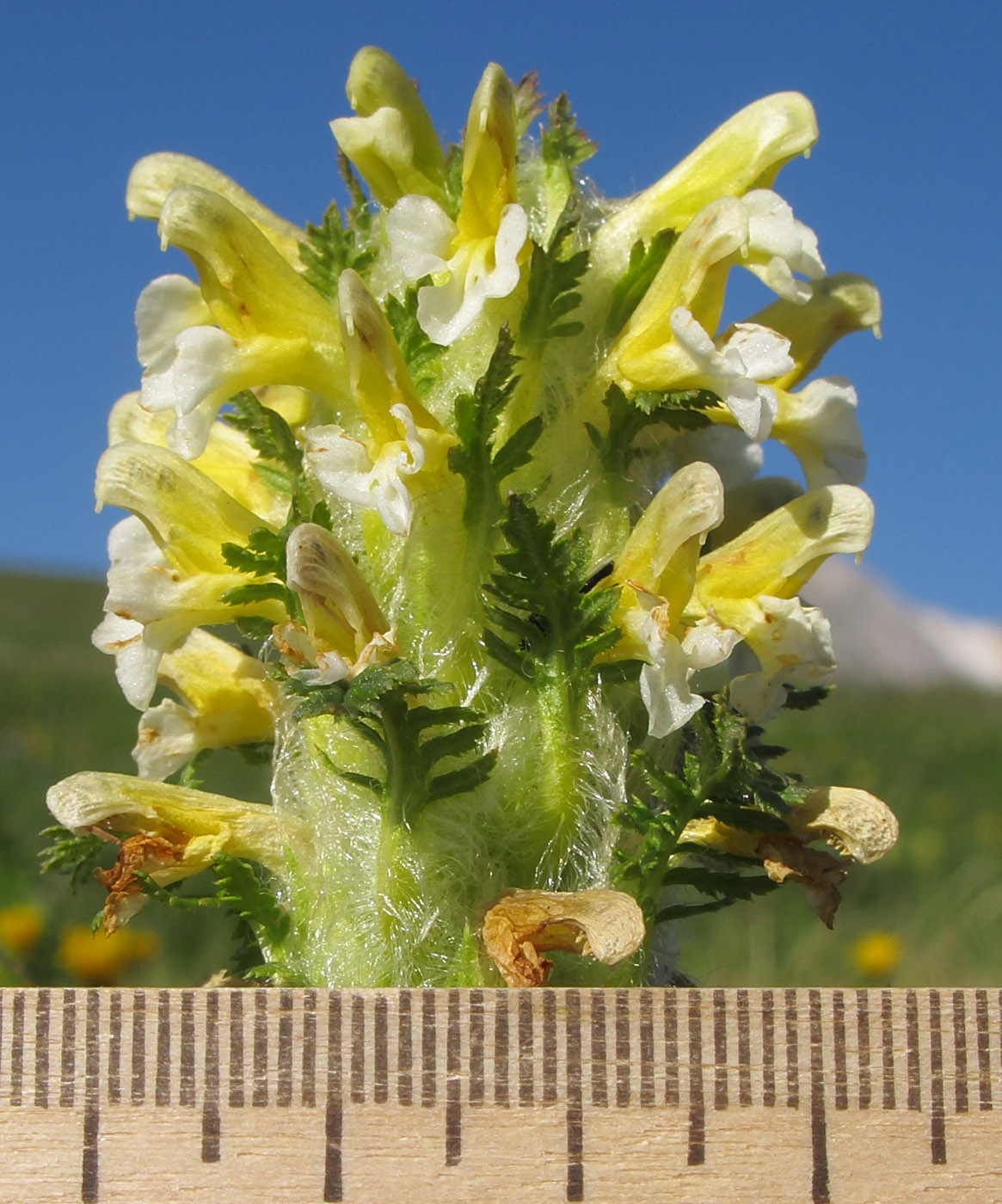 Изображение особи Pedicularis condensata.