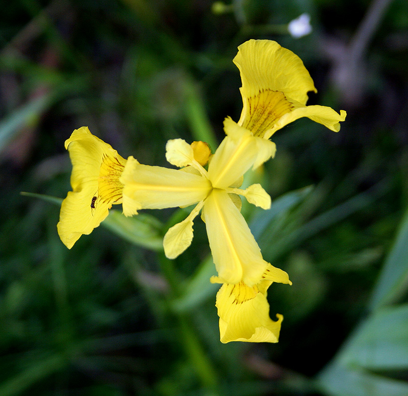 Image of Iris pseudacorus specimen.